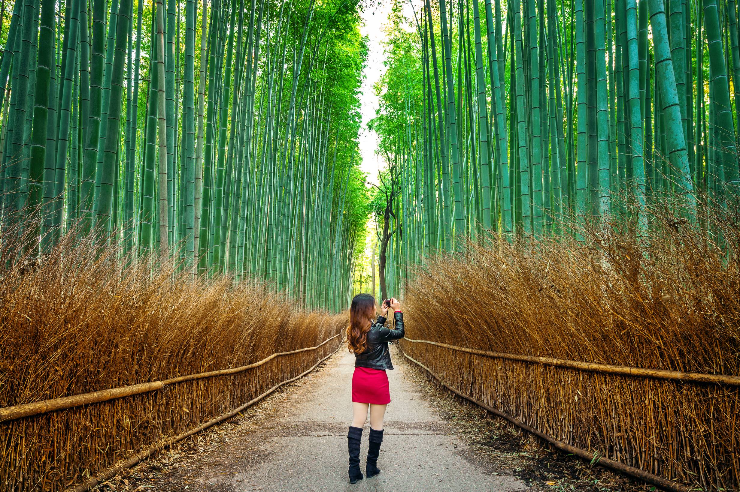 Sagano Bamboo Forest Arashiyama, Kyoto, Japan